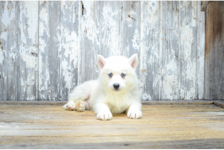 Best Pomsky Baby