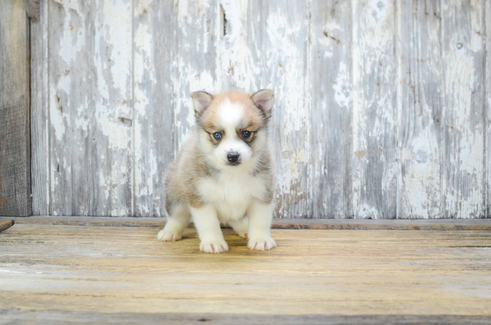 Best Pomsky Baby