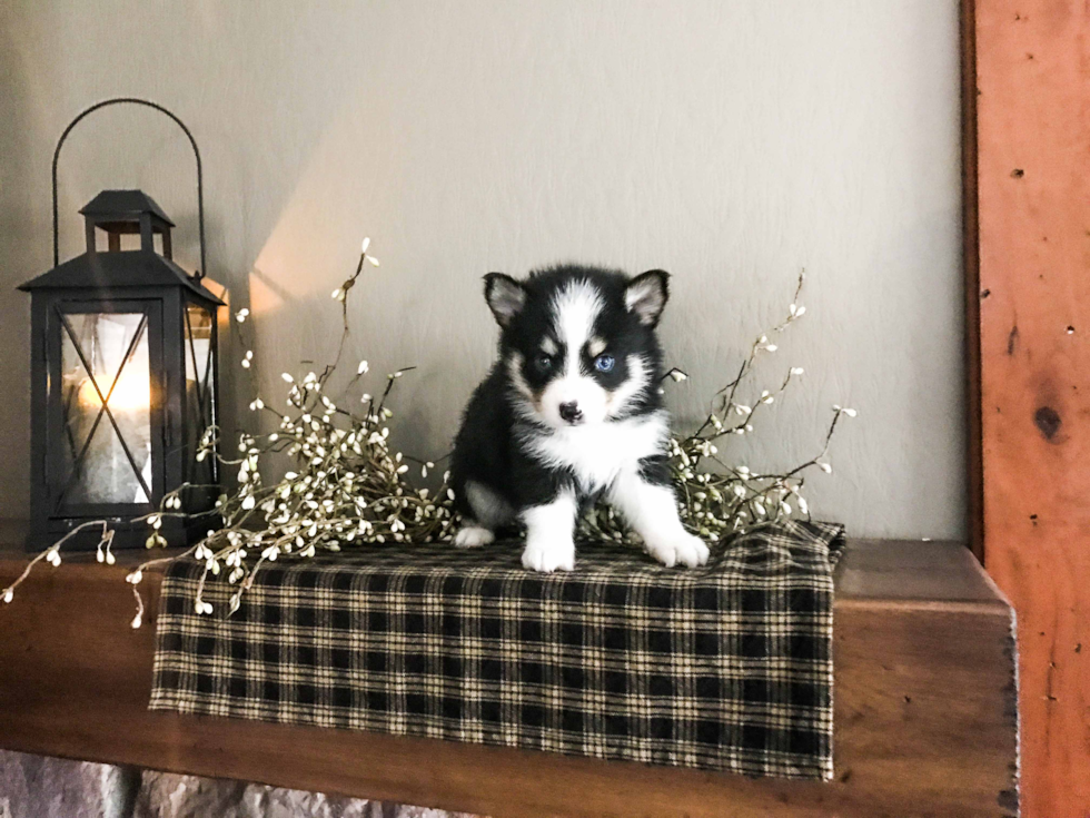 Hypoallergenic Mini Husky Designer Puppy