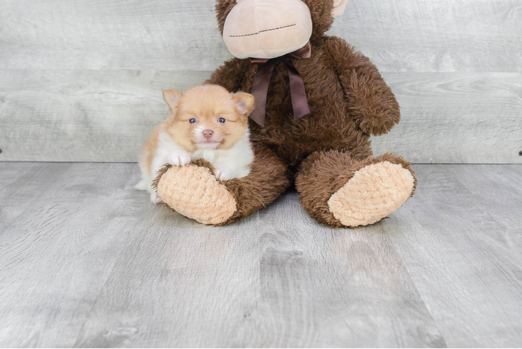Petite Pomeranian Purebred Puppy