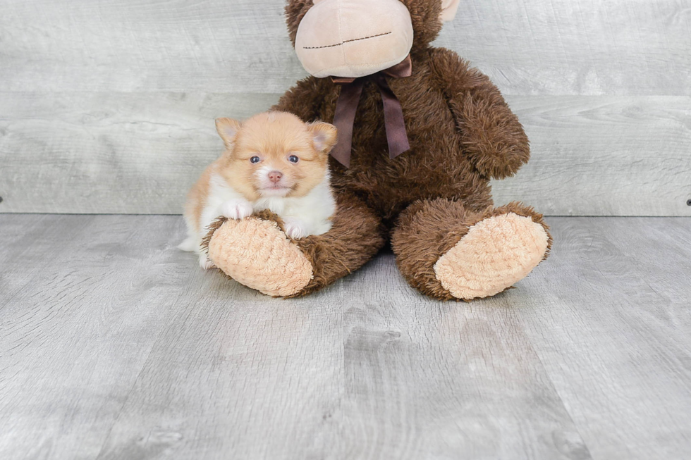 Petite Pomeranian Purebred Puppy