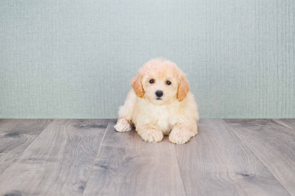 Smart Maltipoo Poodle Mix Pup