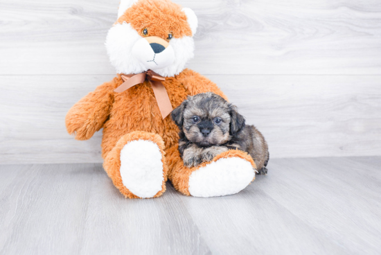 Adorable Shichon Designer Puppy