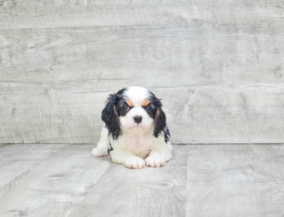 Akc Registered Cavalier King Charles Spaniel Baby