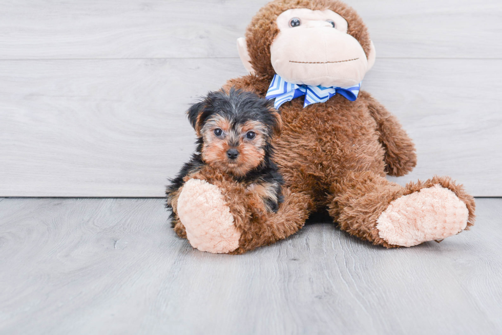 Meet Nugget - our Yorkshire Terrier Puppy Photo 