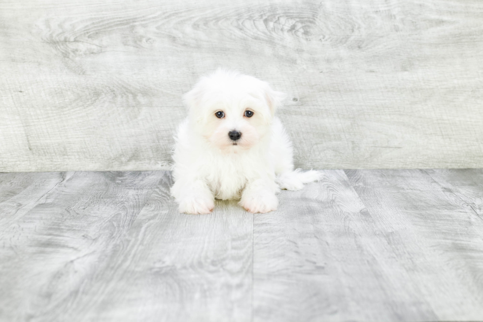 Adorable Maltese Purebred Puppy