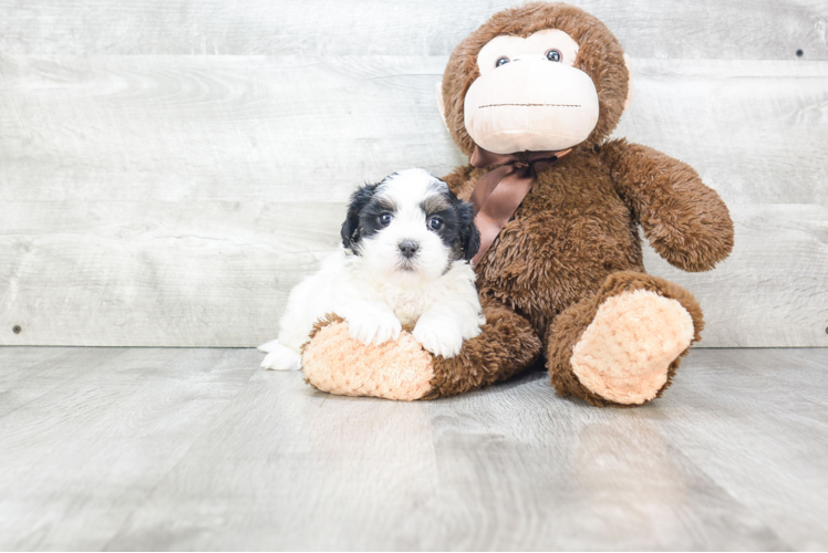 Teddy Bear Pup Being Cute