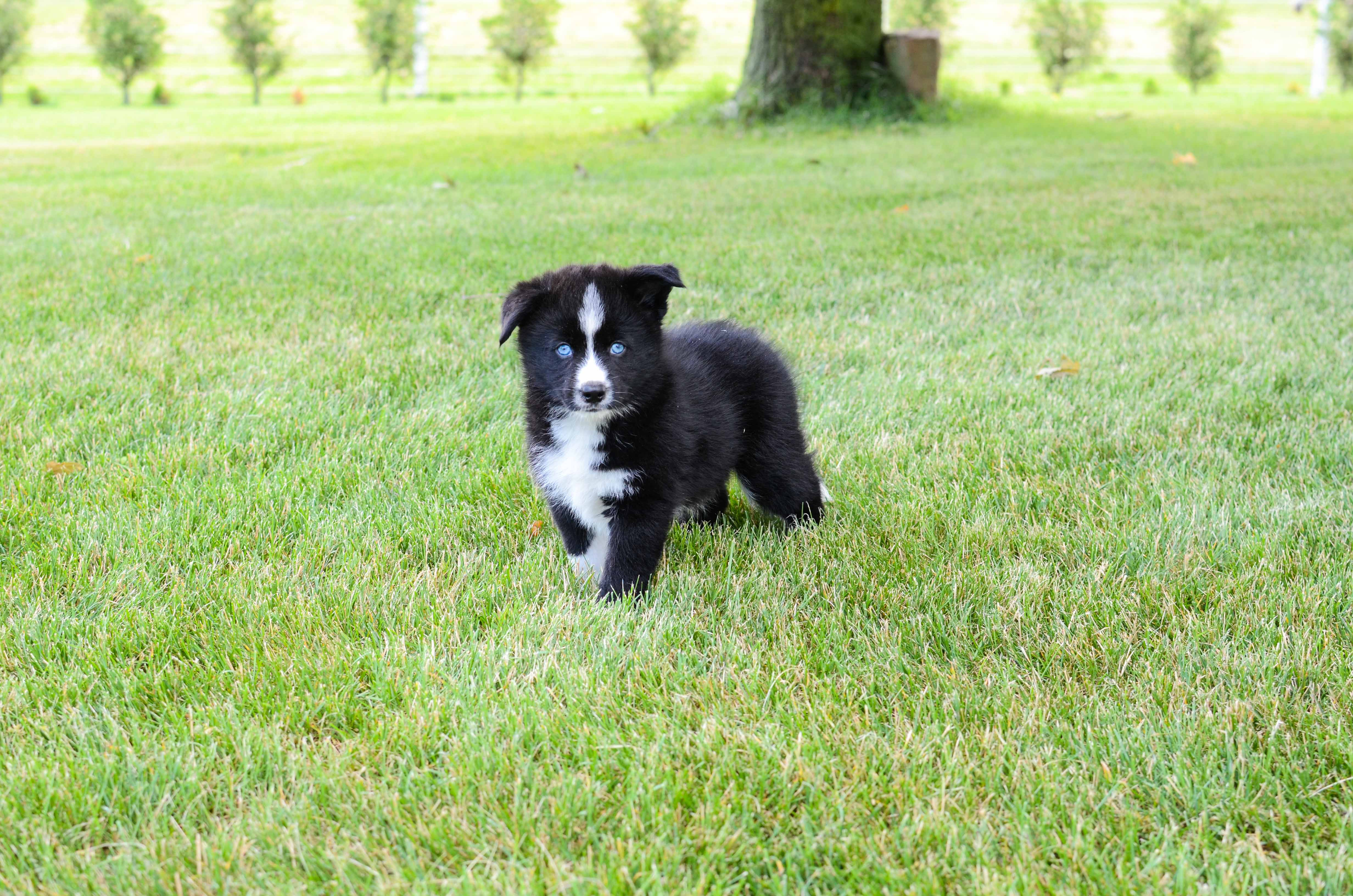Pomsky Pup Being Cute