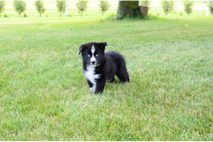 Pomsky Pup Being Cute