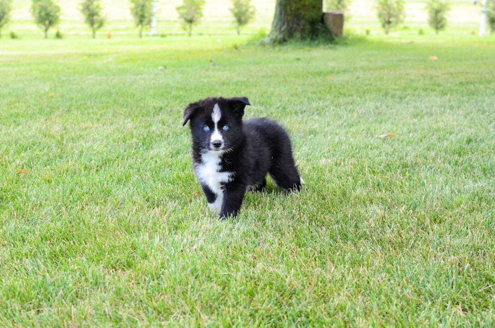 Pomsky Pup Being Cute