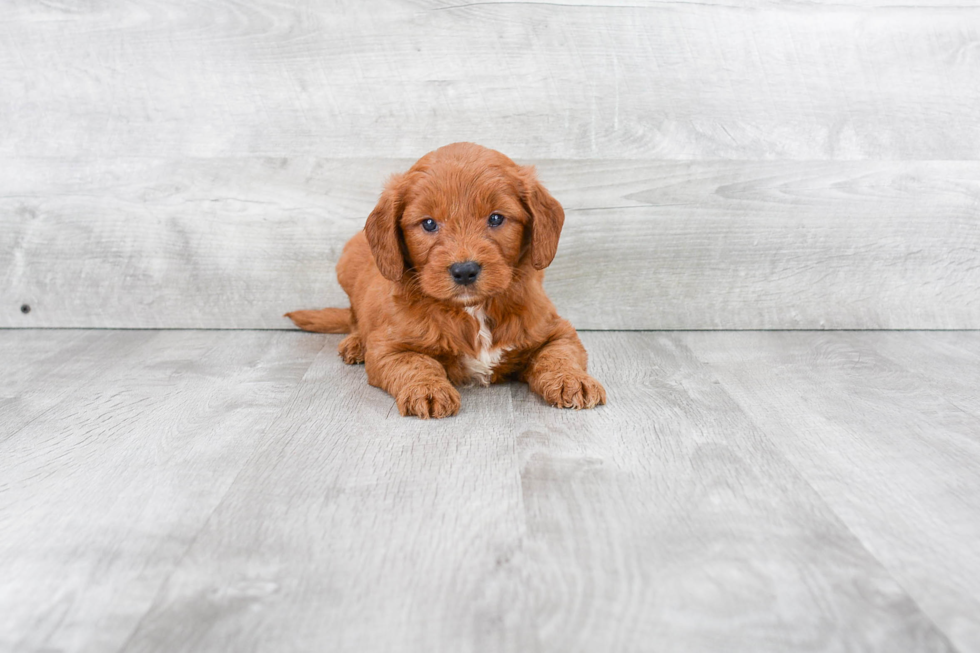 Popular Mini Goldendoodle Poodle Mix Pup