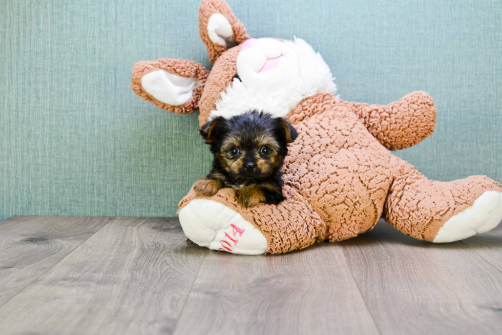 Meet Rebecca - our Yorkshire Terrier Puppy Photo 