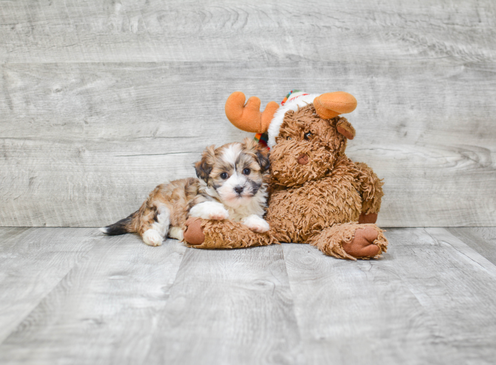 Small Havanese Baby