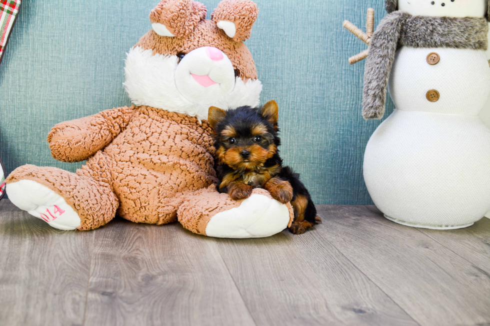 Meet Miss Perfection - our Yorkshire Terrier Puppy Photo 