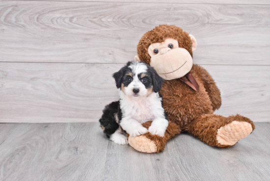 Little Aussiepoo Poodle Mix Puppy