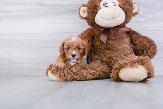 Smart Cavapoo Poodle Mix Pup