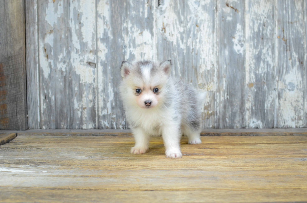 Petite Pomsky Designer Pup