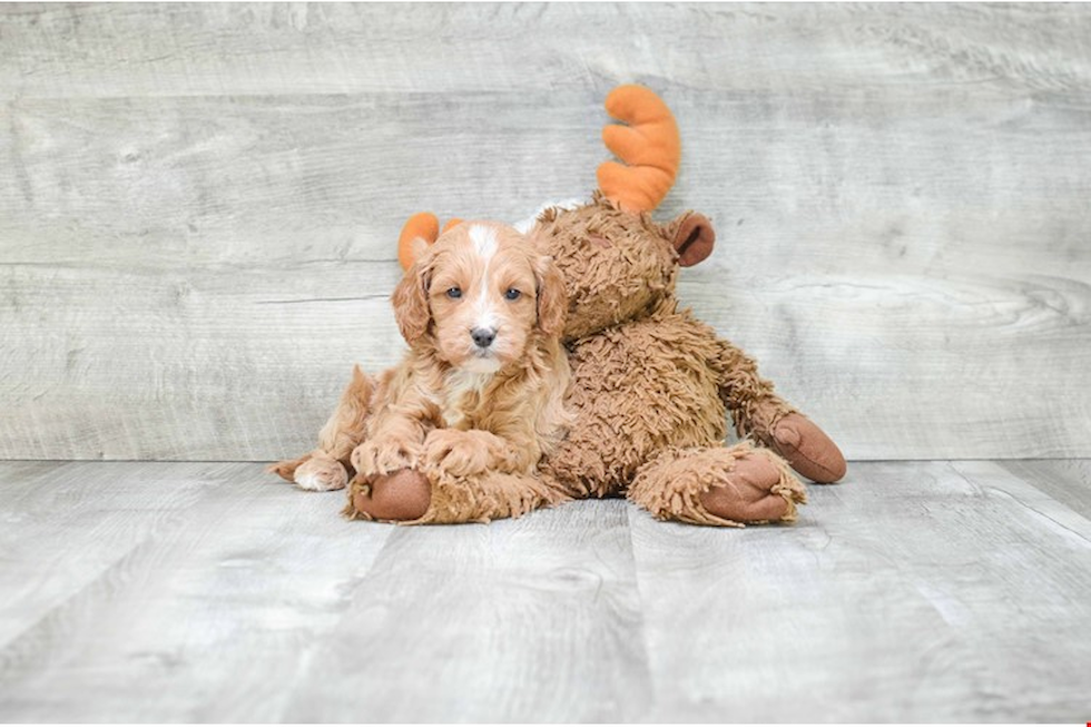 Small Cockapoo Baby