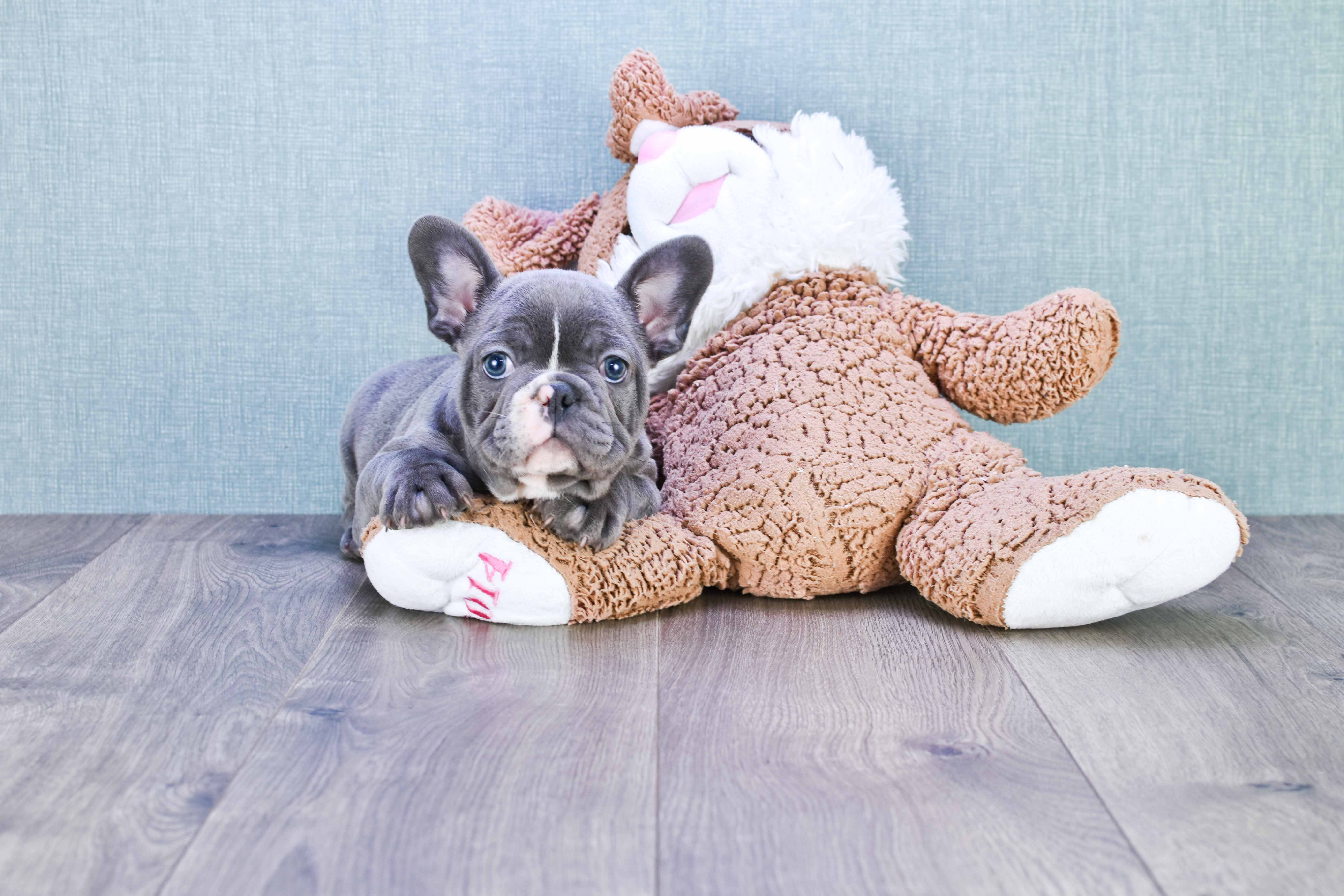 Funny French Bulldog Baby