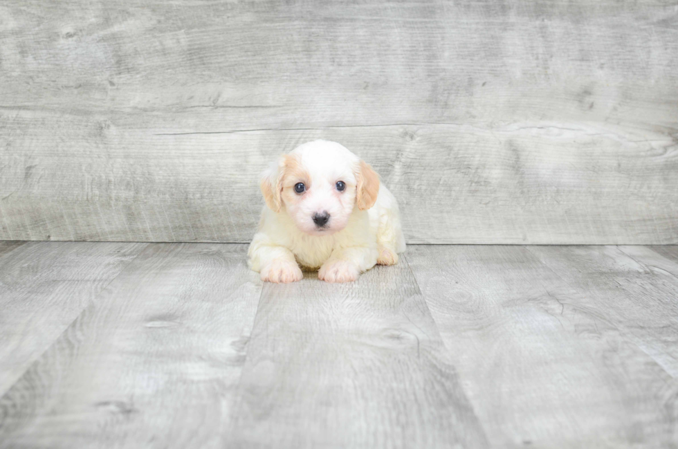 Cavachon Puppy for Adoption