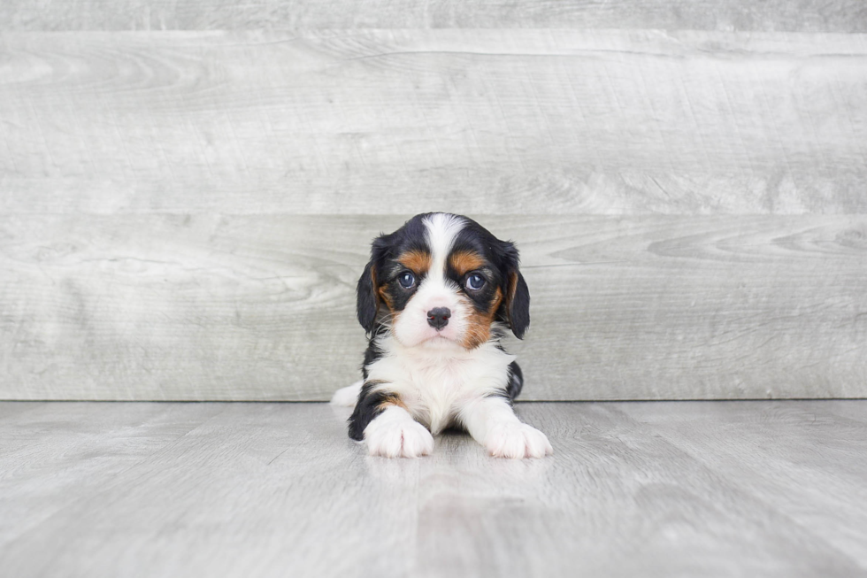 Popular Cavalier King Charles Spaniel Purebred Pup