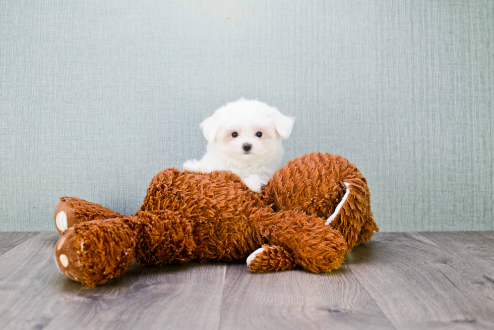 Friendly Maltese Purebred Pup