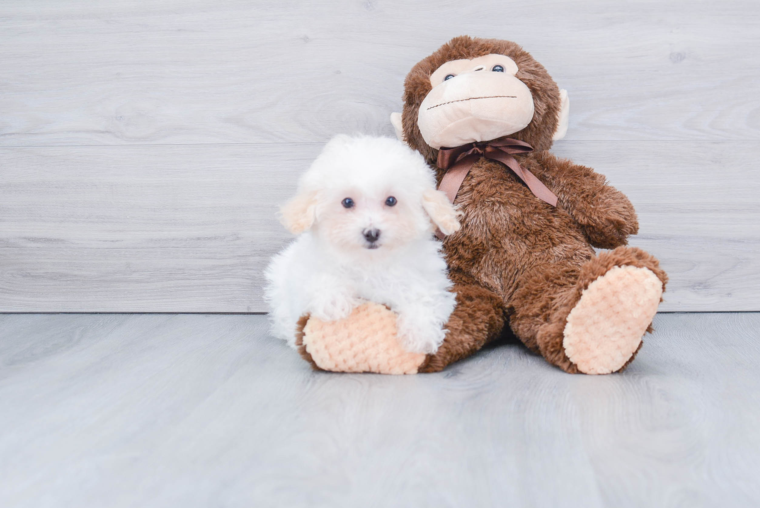 Poodle Puppy for Adoption