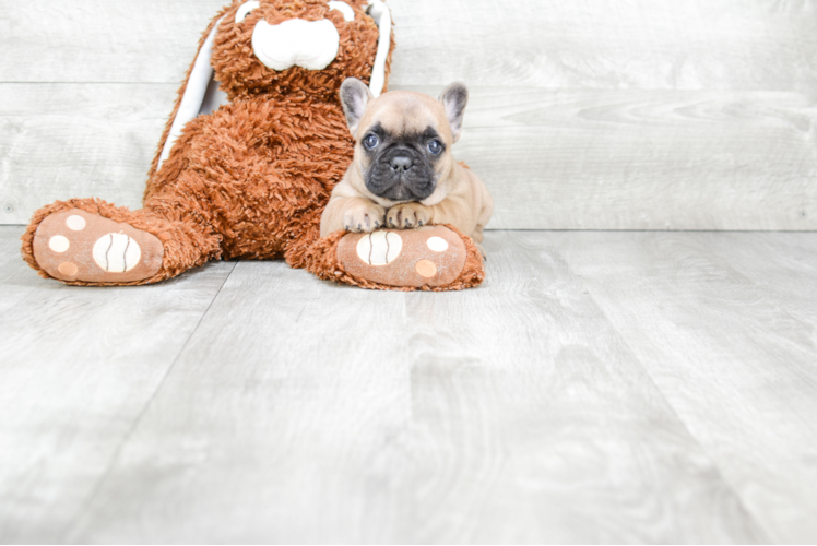 French Bulldog Pup Being Cute