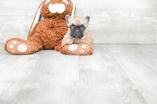 French Bulldog Pup Being Cute