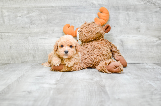 Energetic Cavoodle Poodle Mix Puppy