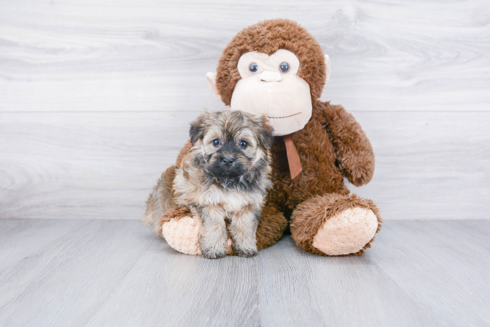 Fluffy Havanese Purebred Puppy