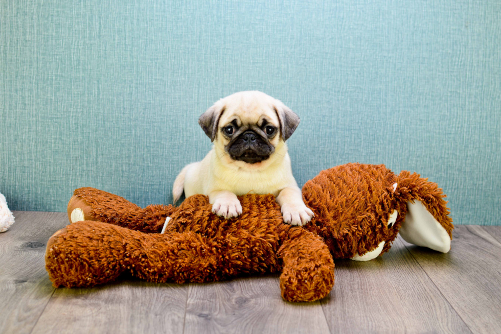 Hypoallergenic Pug Purebred Pup