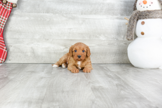 Cavapoo Puppy for Adoption