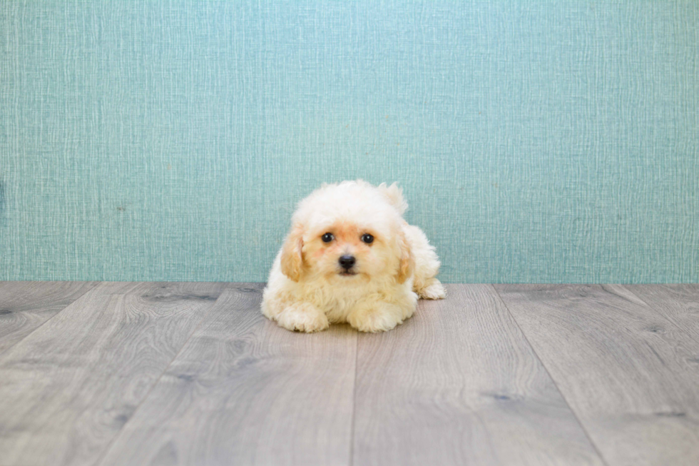 Maltipoo Puppy for Adoption