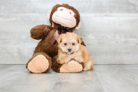 Playful Yorkie Designer Puppy