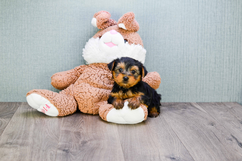 Meet Izzie - our Yorkshire Terrier Puppy Photo 