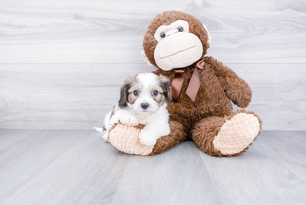 Adorable Cavalier Designer Puppy