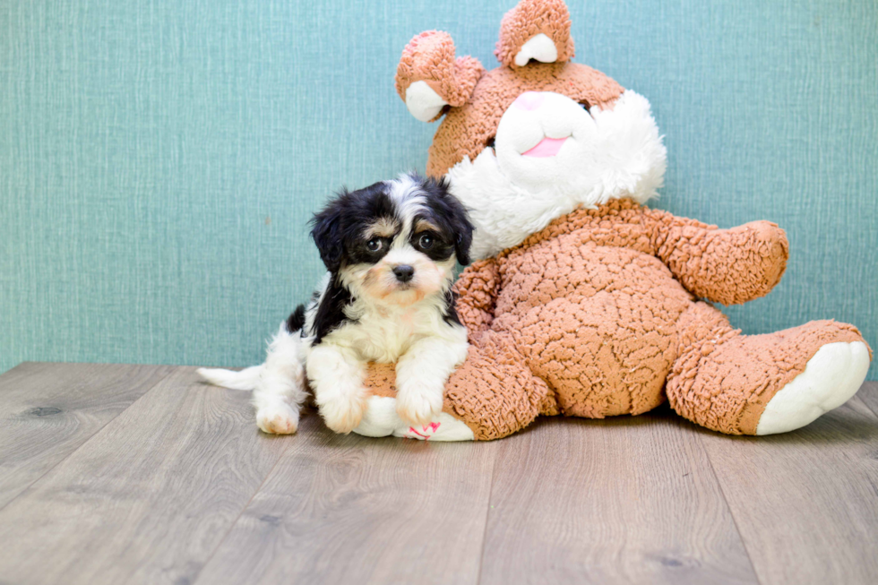 Playful Cavalier Designer Puppy