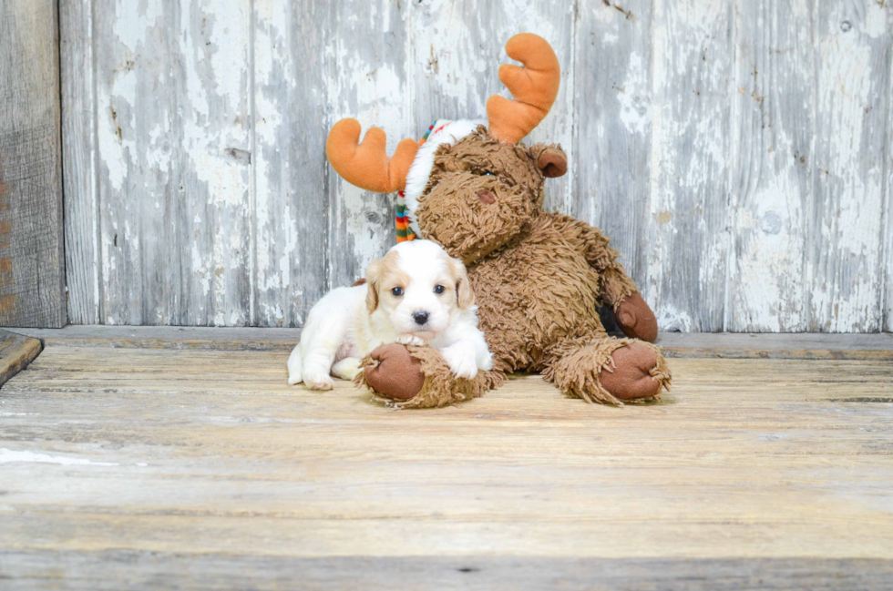 Best Cavachon Baby