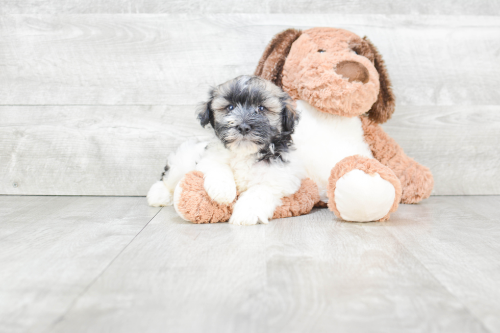 Friendly Havanese Baby