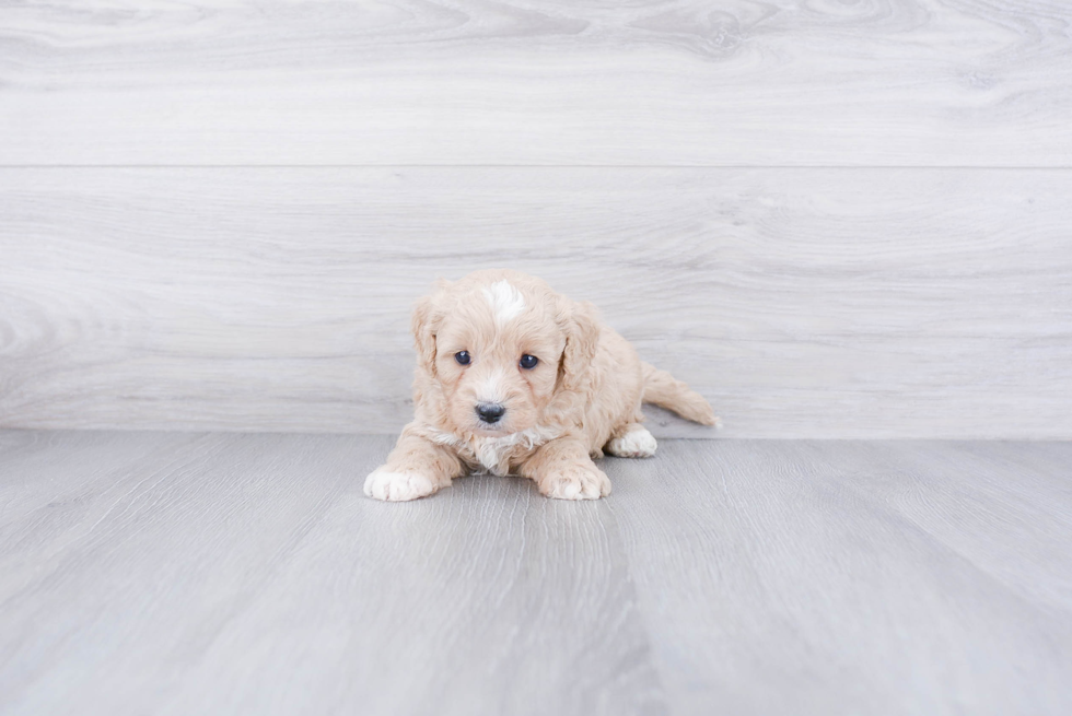 Little Cavoodle Poodle Mix Puppy