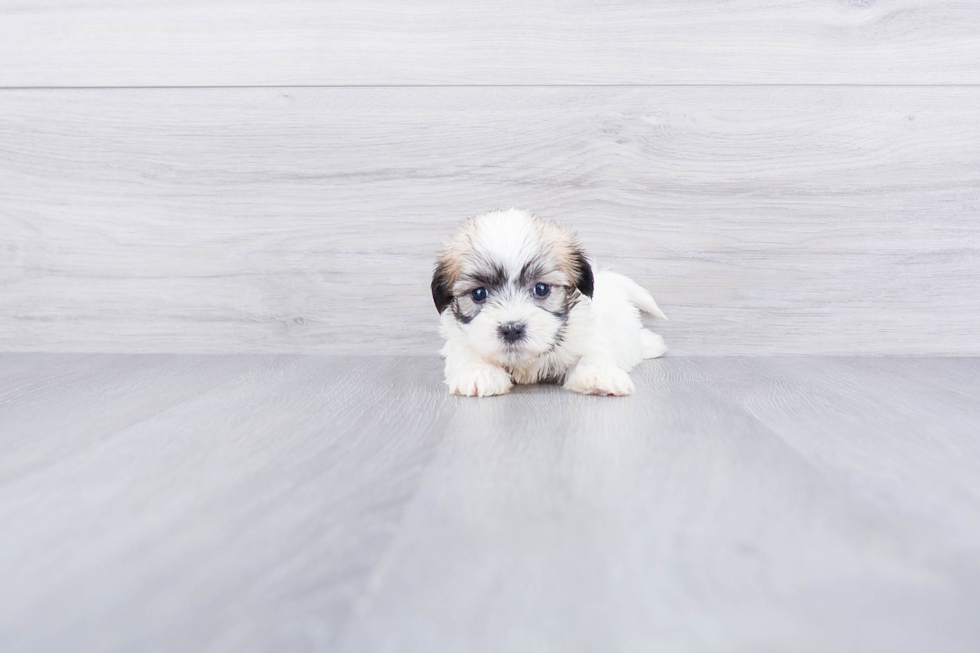 Adorable Shichon Designer Puppy