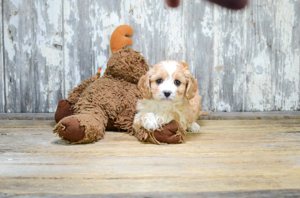 Best Cavapoo Baby