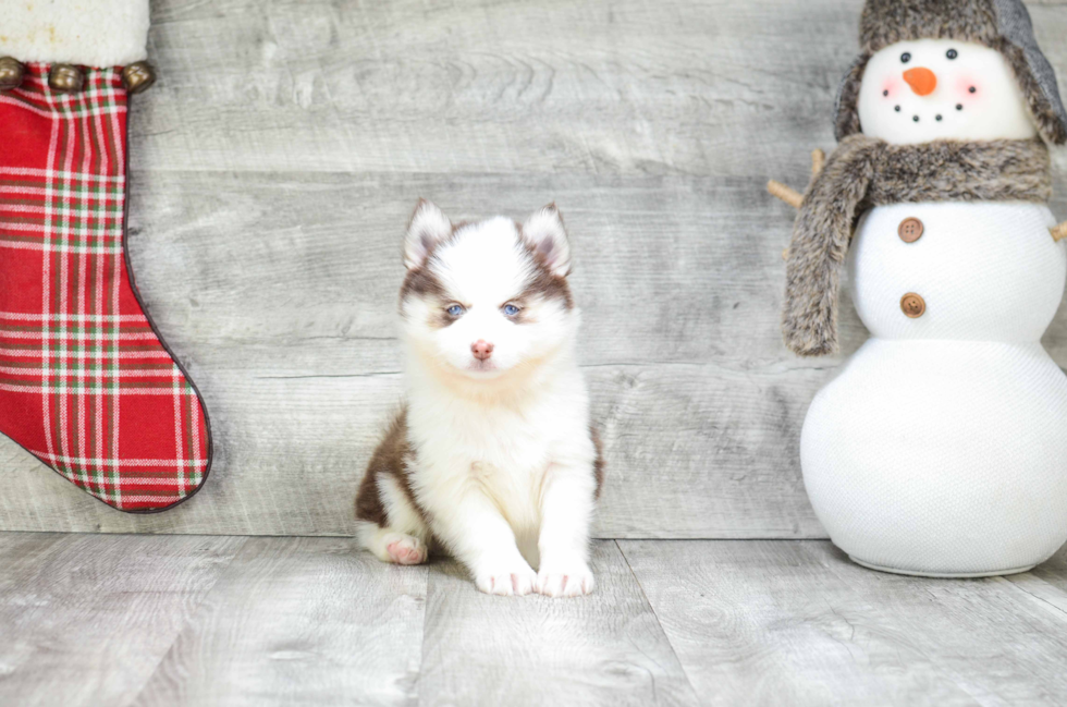 Pomsky Pup Being Cute