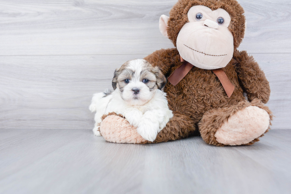 Teddy Bear Pup Being Cute