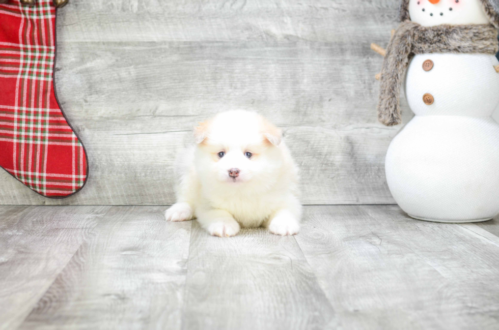 Sweet Pomsky Baby