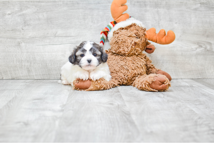 Teddy Bear Pup Being Cute