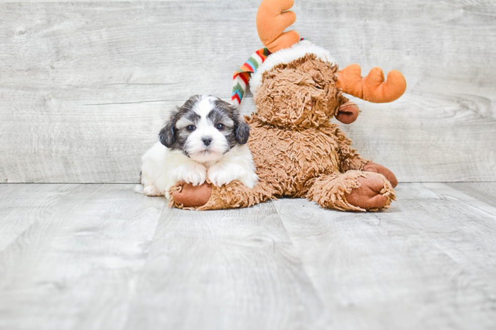 Teddy Bear Pup Being Cute