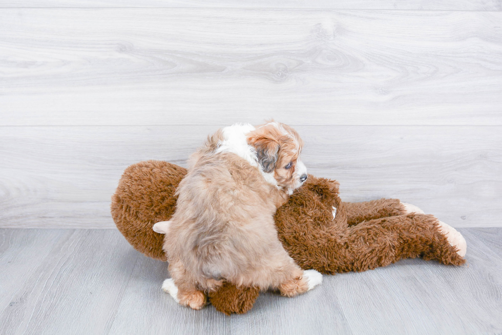 Funny Mini Aussiedoodle Poodle Mix Pup