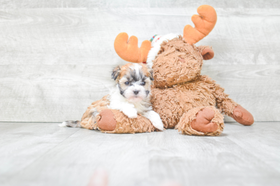 Havanese Pup Being Cute